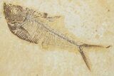 Plate of Two Fossil Fish (Diplomystus) - Wyoming #354047-2